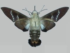 Aellopos fadus BMNHE273152 female un by The Trustees of the Natural History Museum, London. Used under a CC BY 3.0 license.