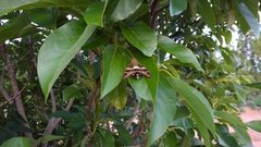 Aellopos fadus in tree by André Koehne. Used under a CC BY-SA 4.0 license.
