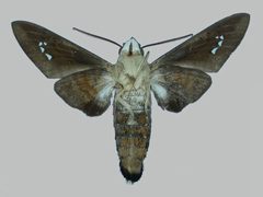 Aellopos tantalus tantalus BMNHE273142 male un by The Trustees of the Natural History Museum, London. Used under a CC BY 3.0 license.