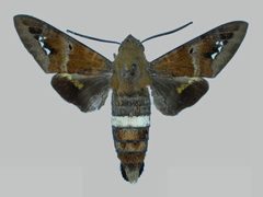 Aellopos tantalus tantalus BMNHE273142 male up by The Trustees of the Natural History Museum, London. Used under a CC BY 3.0 license.