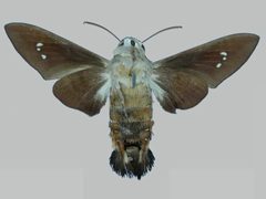 Aellopos tantalus tantalus BMNHE273143 female un by The Trustees of the Natural History Museum, London. Used under a CC BY 3.0 license.