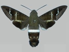 Aellopos titan titan BMNHE273148 female up by The Trustees of the Natural History Museum, London. Used under a CC BY 3.0 license.