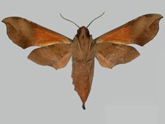 Callionima falcifera falcifera BMNHE273329 female un by The Trustees of the Natural History Museum, London. Used under a CC BY 3.0 license.