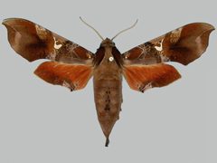 Callionima falcifera falcifera BMNHE273329 female up by The Trustees of the Natural History Museum, London. Used under a CC BY 3.0 license.
