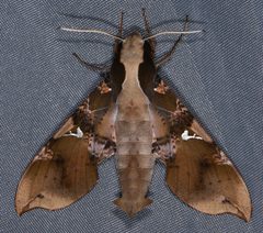 Callionima parce 32460869 by Don Loarie. Used under a CC BY 4.0 license.
