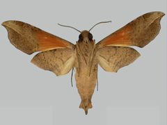 Callionima parce BMNHE273326 male un by The Trustees of the Natural History Museum, London. Used under a CC BY 3.0 license.