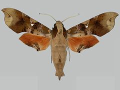 Callionima parce BMNHE273326 male up by The Trustees of the Natural History Museum, London. Used under a CC BY 3.0 license.