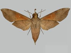 Callionima parce BMNHE273327 female un by The Trustees of the Natural History Museum, London. Used under a CC BY 3.0 license.