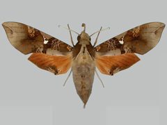 Callionima parce BMNHE273327 female up by The Trustees of the Natural History Museum, London. Used under a CC BY 3.0 license.