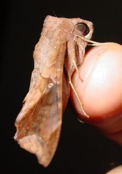 Enyo lugubris by pondhawk. Used under a CC BY 2.0 license.