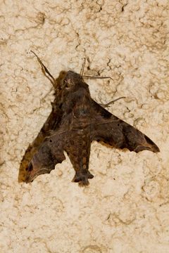Enyo lugubris lugubris - 31379624025 by Kristof Zyskowski &amp; Yulia Bereshpolova. Used under a CC BY 2.0 license.