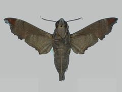 Enyo lugubris lugubris BMNHE273019 male un by The Trustees of the Natural History Museum, London. Used under a CC BY 3.0 license.
