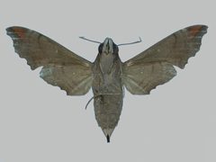 Enyo lugubris lugubris BMNHE273020 female un by The Trustees of the Natural History Museum, London. Used under a CC BY 3.0 license.