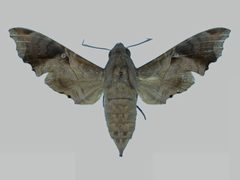 Enyo lugubris lugubris BMNHE273020 female up by The Trustees of the Natural History Museum, London. Used under a CC BY 3.0 license.