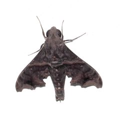 Enyo ocypete 303982402 by desertnaturalist. Used under a CC BY 4.0 license.