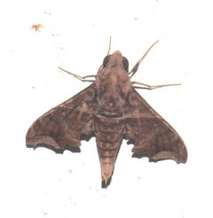 Enyo ocypete 344645441 by desertnaturalist. Used under a CC BY 4.0 license.