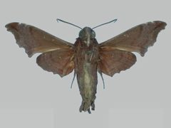 Enyo ocypete BMNHE273027 male un by The Trustees of the Natural History Museum, London. Used under a CC BY 3.0 license.