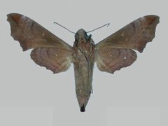 Enyo ocypete BMNHE273028 female un by The Trustees of the Natural History Museum, London. Used under a CC BY 3.0 license.