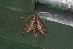 Erinnyis alope alope by Kristof Zyskowski &amp; Yulia Bereshpolova. Used under a CC BY 2.0 license.