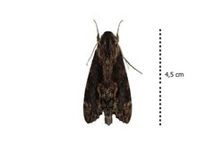 Erinnyis crameri by Nicolas Ramirez. Used under a CC BY-SA 4.0 license.