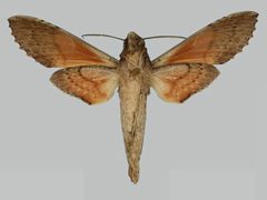 Erinnyis crameri BMNHE273256 male un by The Trustees of the Natural History Museum, London. Used under a CC BY 3.0 license.