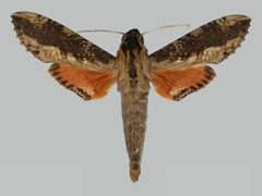 Erinnyis crameri BMNHE273256 male up by The Trustees of the Natural History Museum, London. Used under a CC BY 3.0 license.
