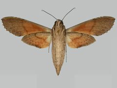 Erinnyis crameri BMNHE273257 female un by The Trustees of the Natural History Museum, London. Used under a CC BY 3.0 license.