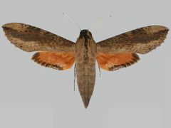 Erinnyis crameri BMNHE273257 female up by The Trustees of the Natural History Museum, London. Used under a CC BY 3.0 license.