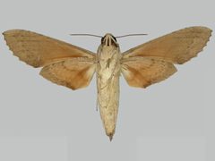 Erinnyis ello ello BMNHE273249 female un by The Trustees of the Natural History Museum, London. Used under a CC BY 3.0 license.