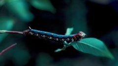 Erinnyis ello larva by Frank Peairs, Colorado State University, United States. Used under a CC BY 3.0 us license.