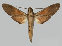 Erinnyis lassauxii BMNHE273246 male un by The Trustees of the Natural History Museum, London. Used under a CC BY 3.0 license.