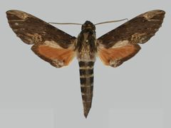 Erinnyis lassauxii BMNHE273246 male up by The Trustees of the Natural History Museum, London. Used under a CC BY 3.0 license.