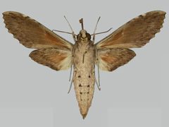 Erinnyis lassauxii BMNHE273247 female un by The Trustees of the Natural History Museum, London. Used under a CC BY 3.0 license.