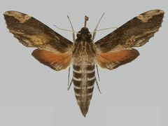 Erinnyis lassauxii BMNHE273247 female up by The Trustees of the Natural History Museum, London. Used under a CC BY 3.0 license.