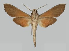 Erinnyis obscura obscura BMNHE273277 male un by The Trustees of the Natural History Museum, London. Used under a CC BY 3.0 license.