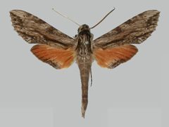 Erinnyis obscura obscura BMNHE273277 male up by The Trustees of the Natural History Museum, London. Used under a CC BY 3.0 license.