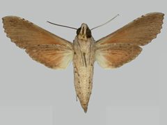 Erinnyis obscura obscura BMNHE273278 female un by The Trustees of the Natural History Museum, London. Used under a CC BY 3.0 license.