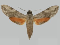 Erinnyis obscura obscura BMNHE273278 female up by The Trustees of the Natural History Museum, London. Used under a CC BY 3.0 license.