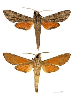 Erinnyis obscura obscura MHNT male by 
Didier Descouens. Used under a CC BY-SA 4.0 license.