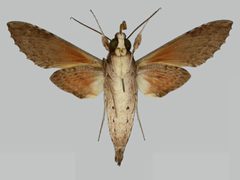 Erinnyis oenotrus BMNHE273254 male un by The Trustees of the Natural History Museum, London. Used under a CC BY 3.0 license.