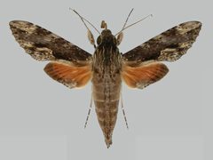 Erinnyis oenotrus BMNHE273254 male up by The Trustees of the Natural History Museum, London. Used under a CC BY 3.0 license.