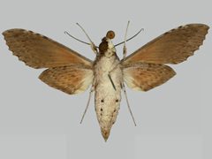 Erinnyis oenotrus BMNHE273255 female un by The Trustees of the Natural History Museum, London. Used under a CC BY 3.0 license.