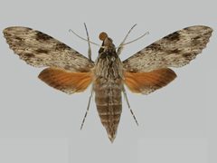 Erinnyis oenotrus BMNHE273255 female up by The Trustees of the Natural History Museum, London. Used under a CC BY 3.0 license.