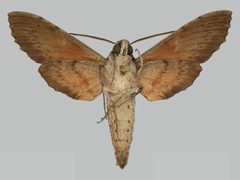 Erinnyis yucatana BMNHE273252 male un by The Trustees of the Natural History Museum, London. Used under a CC BY 3.0 license.