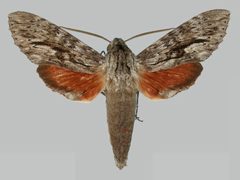 Erinnyis yucatana BMNHE273252 male up by The Trustees of the Natural History Museum, London. Used under a CC BY 3.0 license.