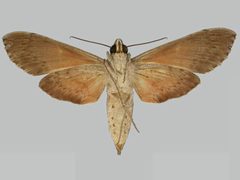 Erinnyis yucatana BMNHE273253 female un by The Trustees of the Natural History Museum, London. Used under a CC BY 3.0 license.