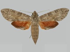 Erinnyis yucatana BMNHE273253 female up by The Trustees of the Natural History Museum, London. Used under a CC BY 3.0 license.