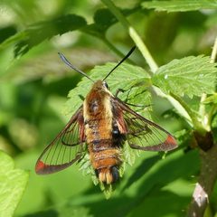 Hemaris aethra by Christian Grenier. Used under a CC0 license.