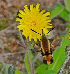 Hemaris aethra nectaring on dandelion by Ian Whyte (ianrwhyte). Used under a CC0 license.