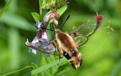 Hemaris aethra nectaring on purple flowers by Jimmy Dee (jdee). Used under a CC BY-SA 4.0 license.